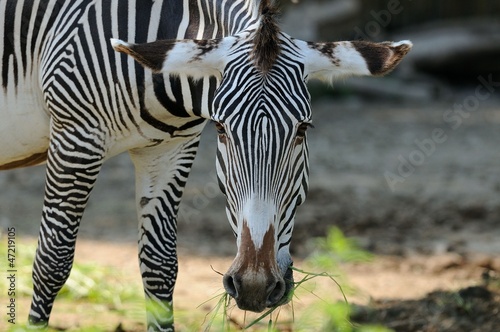 Zebra di Grant photo