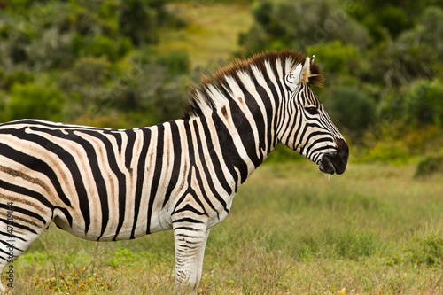 Zebra Safari Afrika