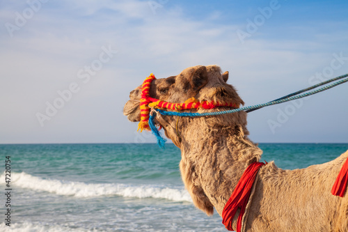 Camel's portrait with sea background