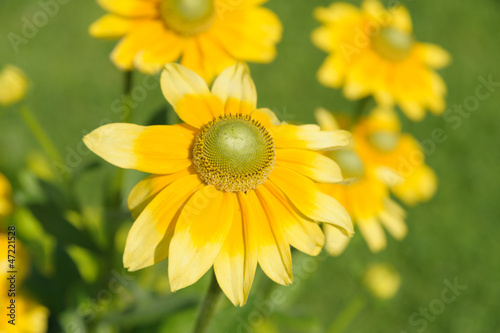 Anthemis tinctoria photo