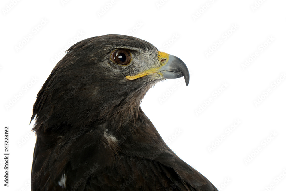 Portrait of falcon
