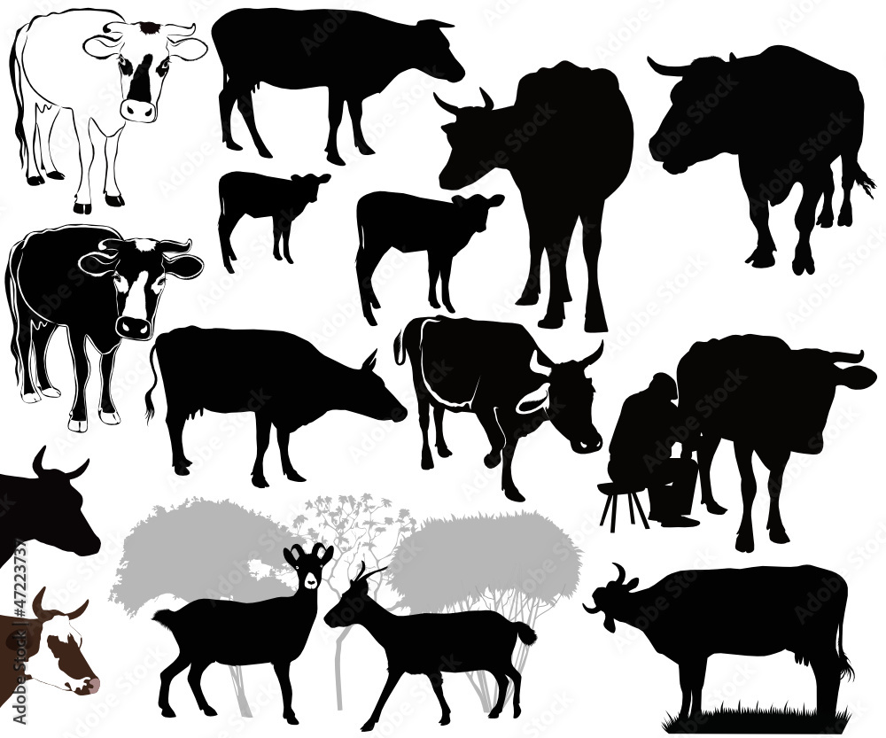 Goat Cow animals calf isolated white background