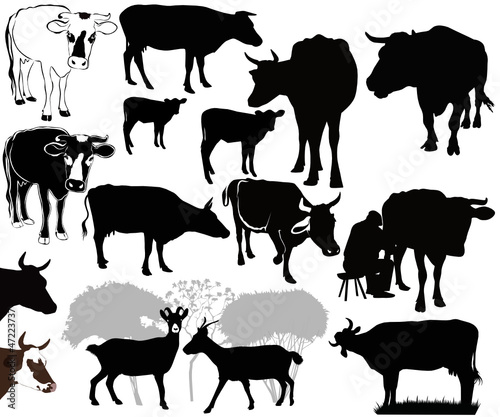 Goat Cow animals calf isolated white background