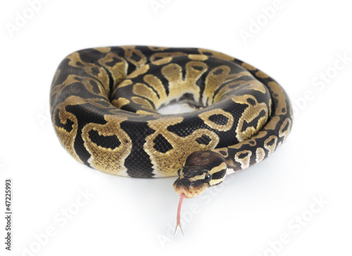 A Python on White Background