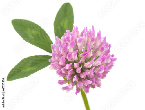 clover flowers isolated