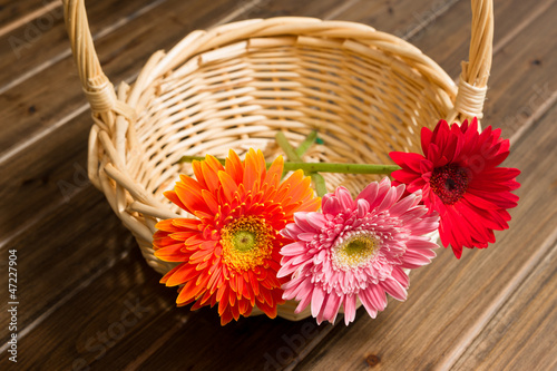 African daisy