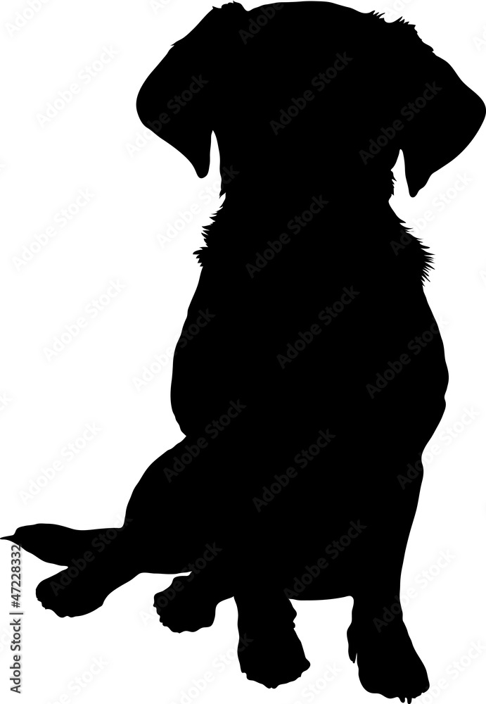 Obraz premium mixed breed puppy silhouette