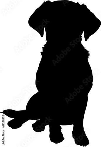mixed breed puppy silhouette