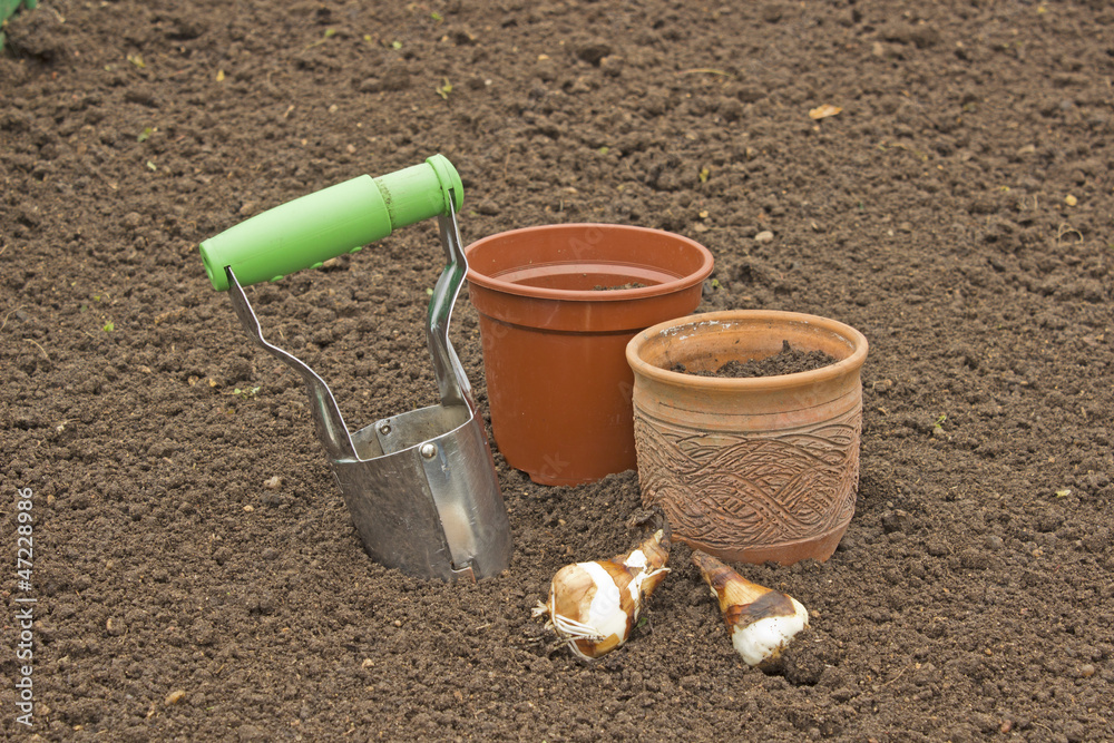 Planting bulbs daffodils