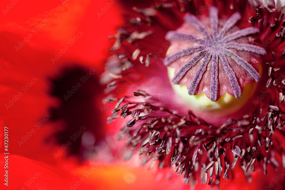 Poppy flower head inside. Macro stamens and pollen Poppy flower head inside. Macro stamens and pollen