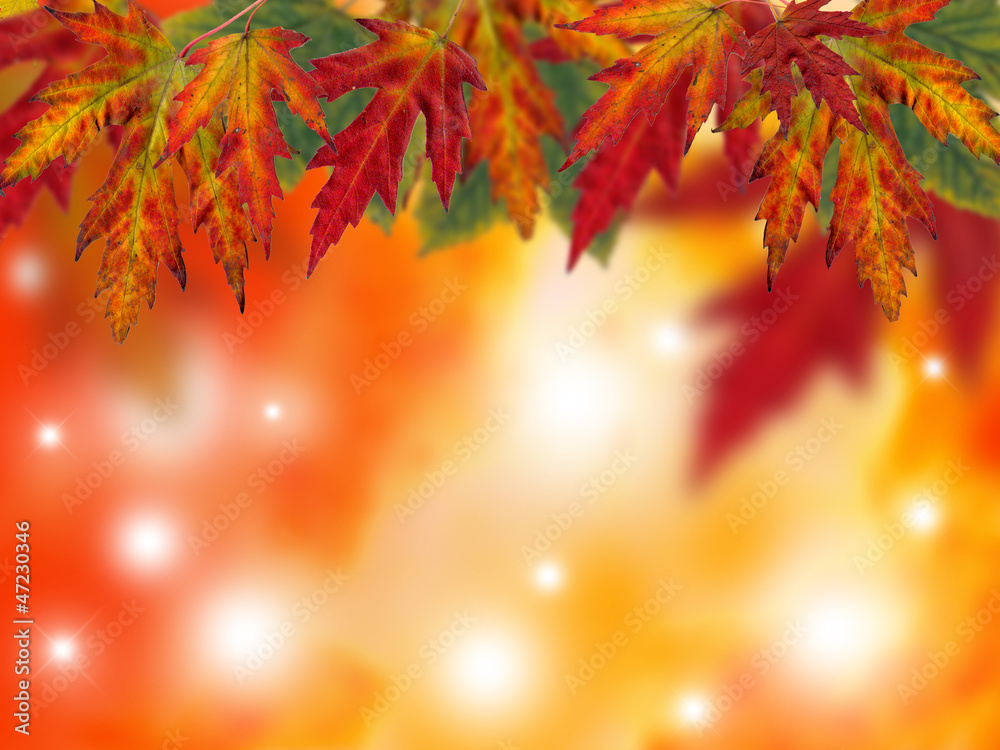 autumn background autumn background