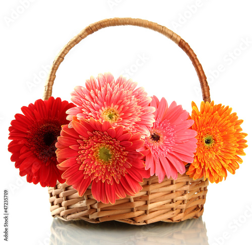 beautiful gerbera flowers in basket isolated on white