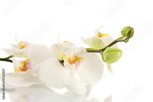beautiful orchid  isolated on white