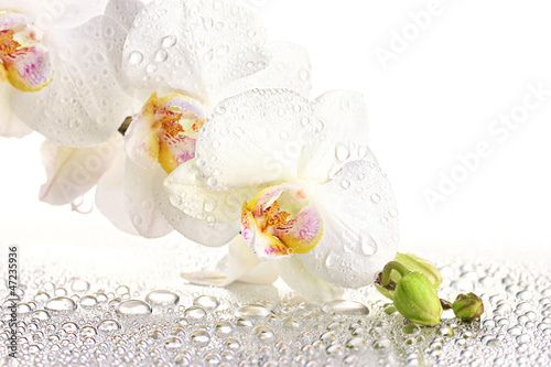 Fototapeta Naklejka Na Ścianę i Meble -  white beautiful orchid with drops