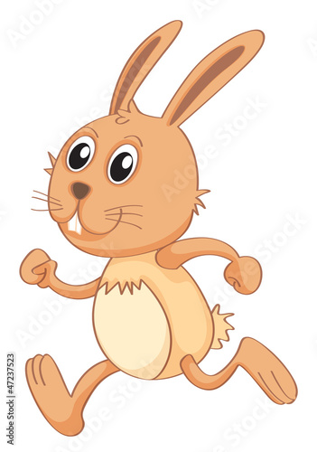 a rabbit
