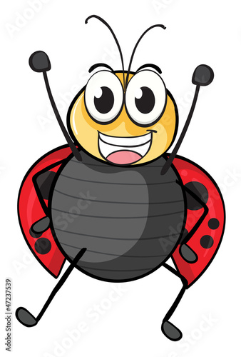 a ladybug