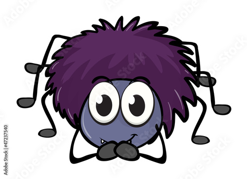 a spider