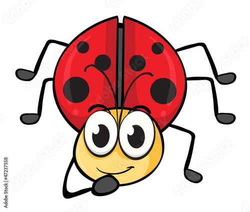 a ladybug