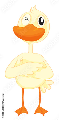 a duck