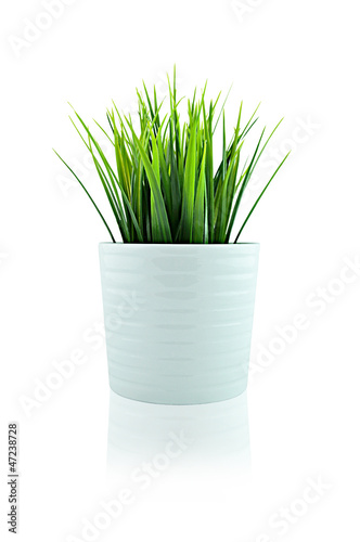Grass in ceramic white pot - isolated