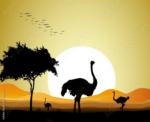 beauty silhouette of ostrich with sunset background