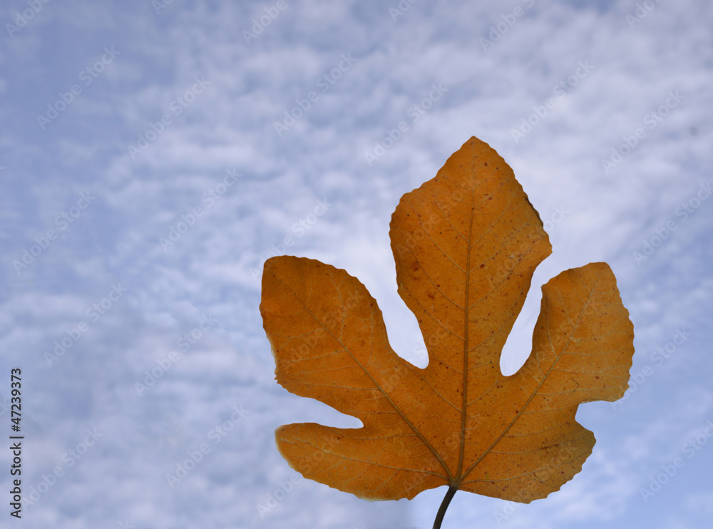 Fototapeta premium Close up of leaf