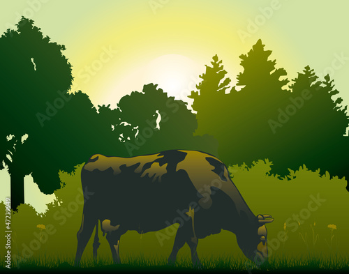 cow grazing in the morning