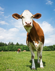 cow