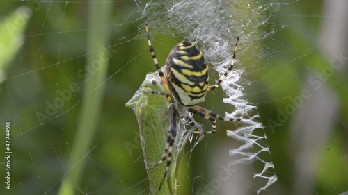 Wespenspinne, Zebraspinne, Tigerspinne, Seidenbandspinne photo