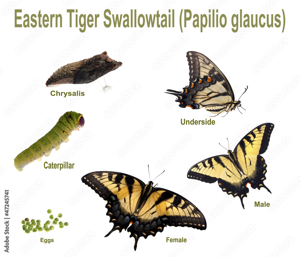 Fototapeta premium Eastern Tiger Swallowtail