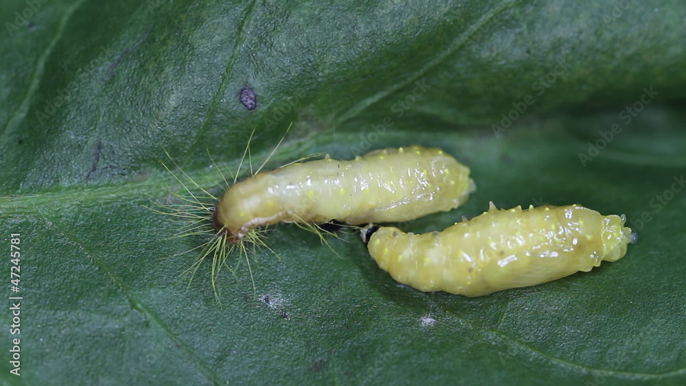 Pupation of Painted Jezebel larva, speed motion video Pupation of Painted Jezebel larva, speed motion video