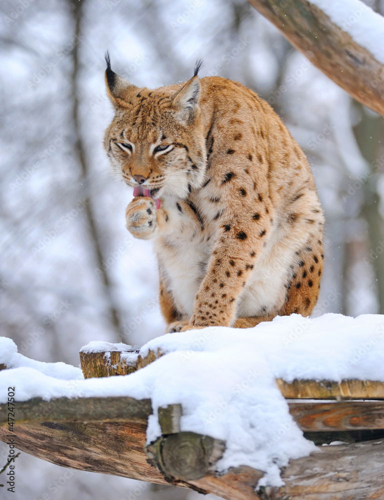 Naklejka premium Lynx in winter