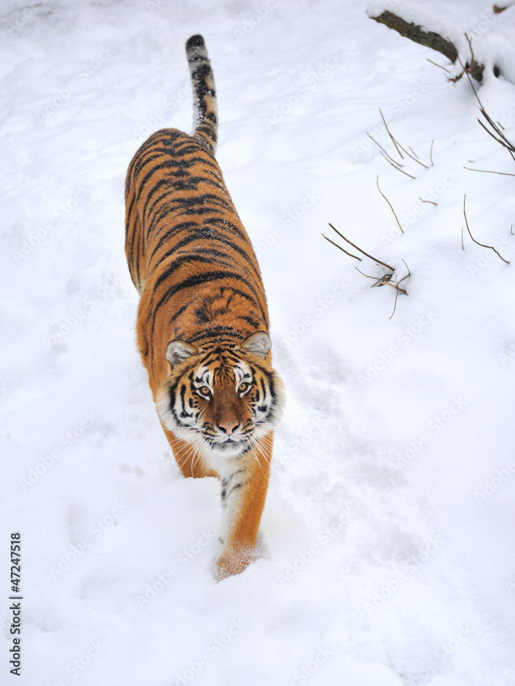 Obraz premium Beautiful wild siberian tiger on snow