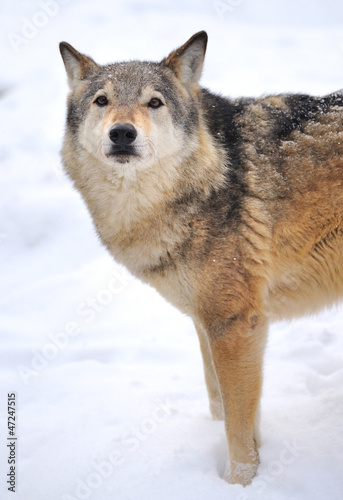 Beautiful wild gray wolf in winter © nmelnychuk