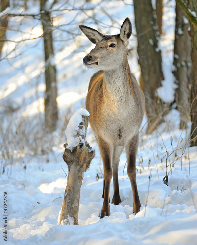 Beautiful deer in winter forest