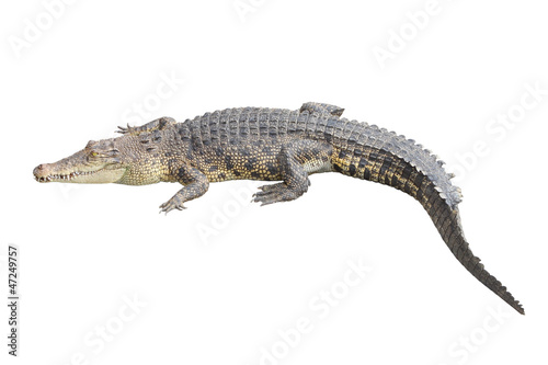 Crocodile stay rest on white background.