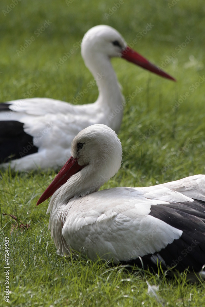 storks storks