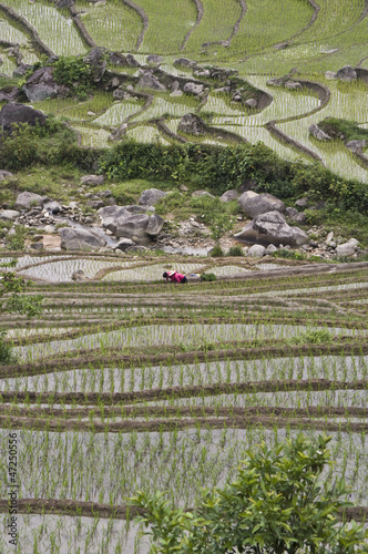 Fotografie ricefields 4
