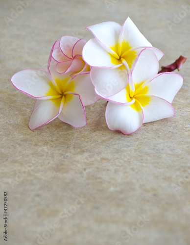 flowers frangipani