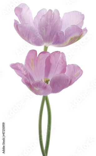 tulip