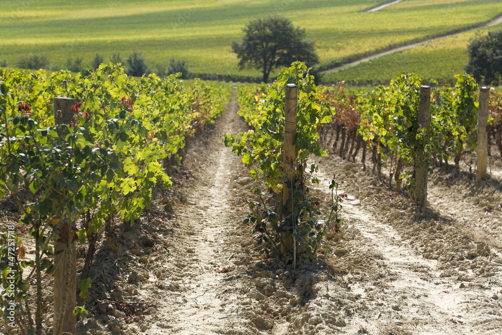 Tuscany countryside by montepulciano, vineyard