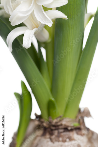 Hyacinth White Flowers.