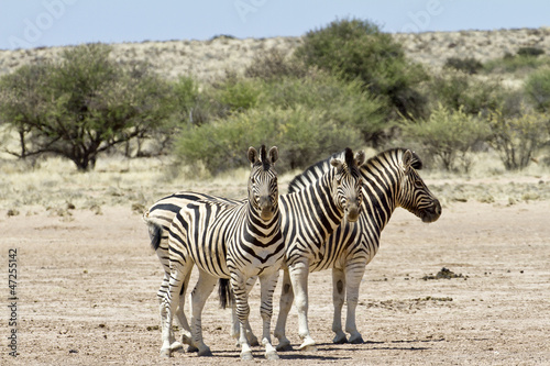 three zebra