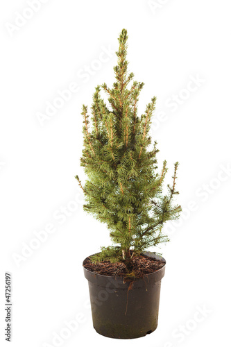 fir-tree isolated on white