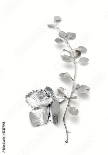 Twig barberry and  leaves  strawberries