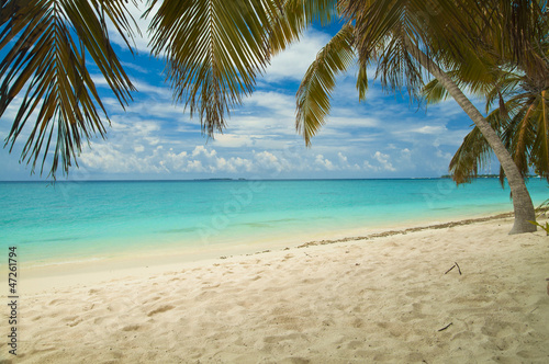 Empty tropical beach with palm tree © mstaniewski