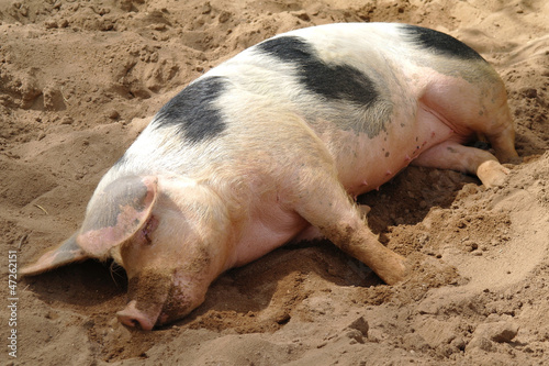 Sleeping dirty pig