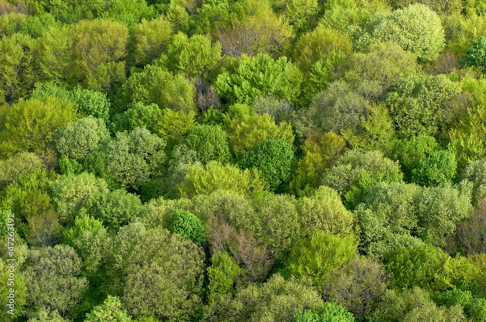 Forest seamless pattern - view from above