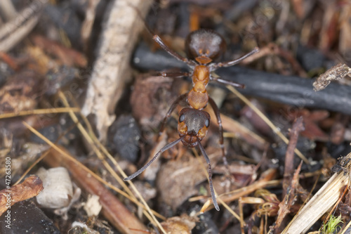 Southern wood ant, formica rufa, macro photo © Henrik Larsson