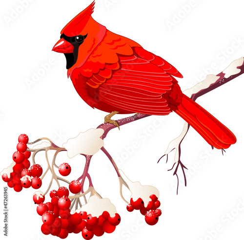 Red Cardinal bird